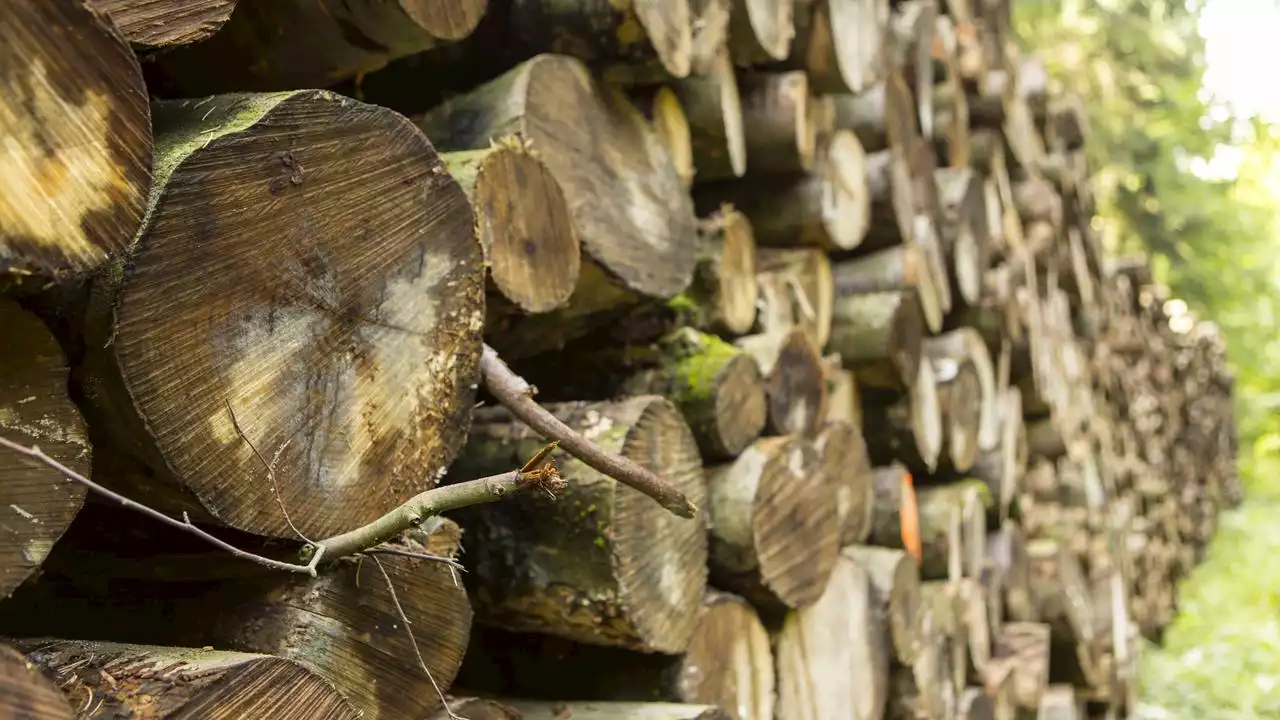 Millionen-Geschäft mit Holz: Wie Russland Sanktionen umgeht