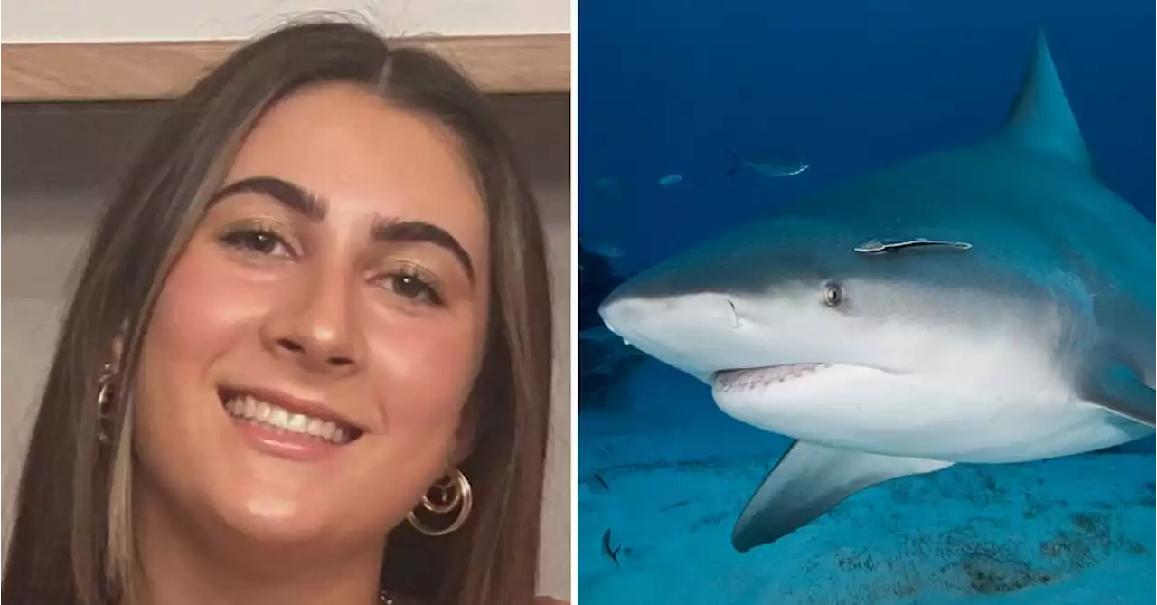 Bull shark DNA found in Stella Berry investigation, tagging to begin