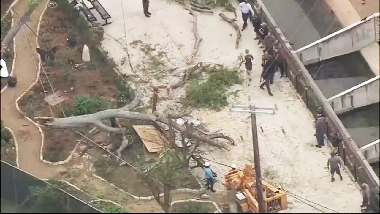 Tree branch falls on San Antonio Zoo guests, sending 7 to hospital