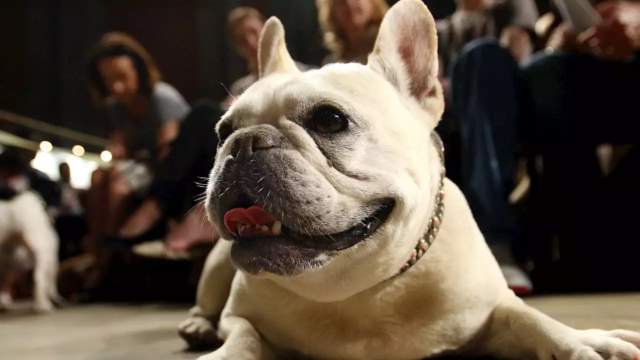 American Kennel Club names NYC top dog breeds of 2022