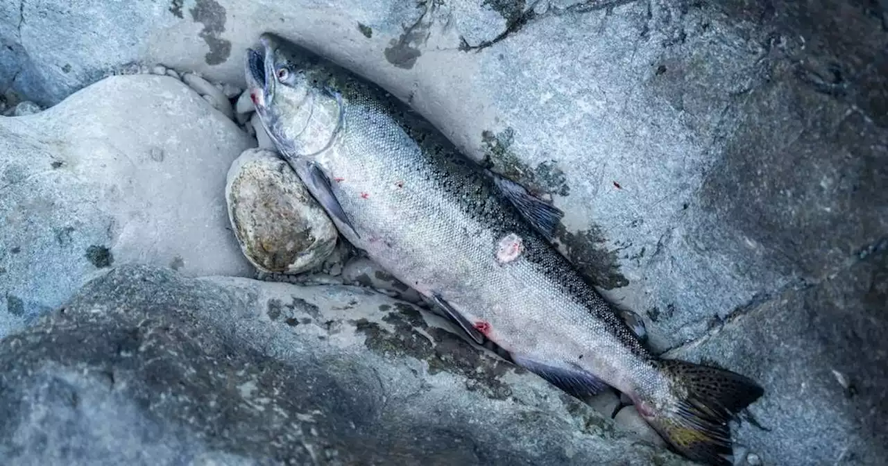 Commercial salmon fishing banned along California coast as population plummets