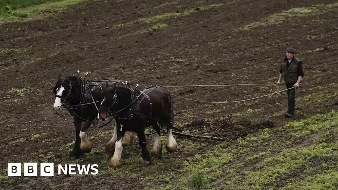 Tower of London: Shire horses prepare moat for bloom