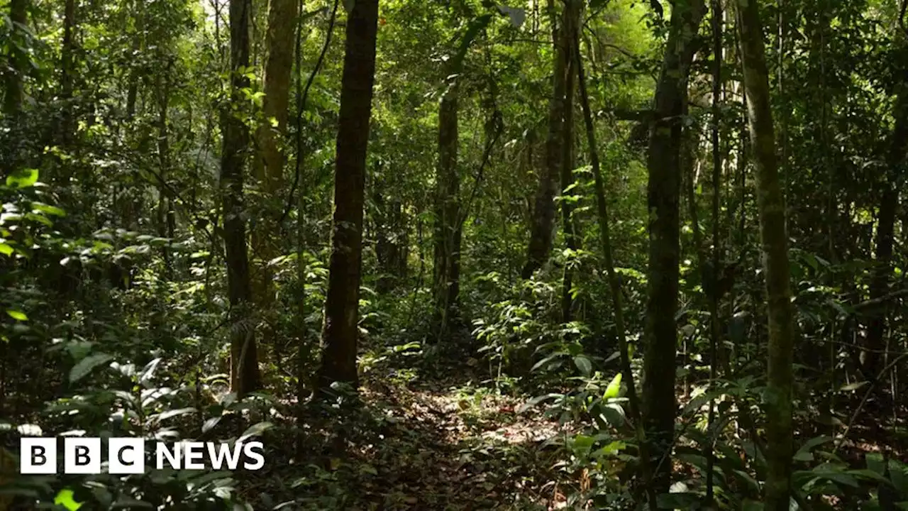 Deforestation 'fast outstripping' regrowth, say Bristol scientists