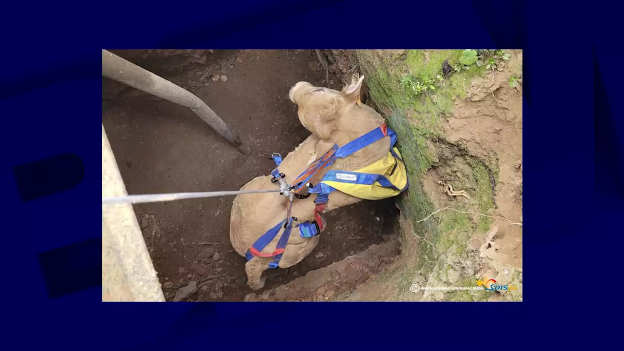 Gard: un veau tombé dans un puits sauvé par des pompiers