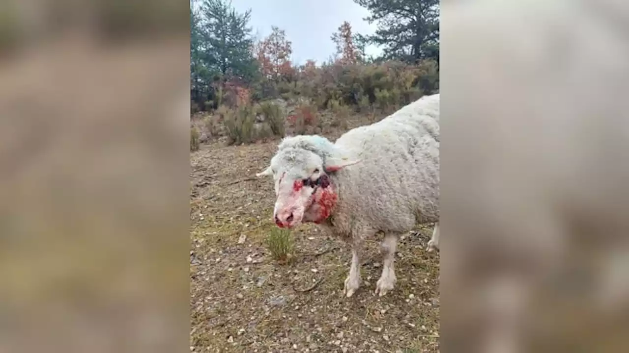 Hautes-Alpes: 44 brebis victimes d'une attaque de loups au Bersac