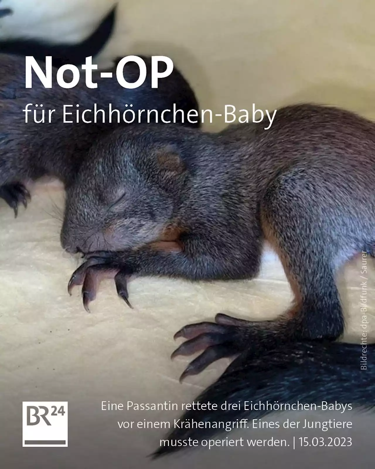 Eichhörnchen-Babys überstehen Krähenangriff und Not-OP