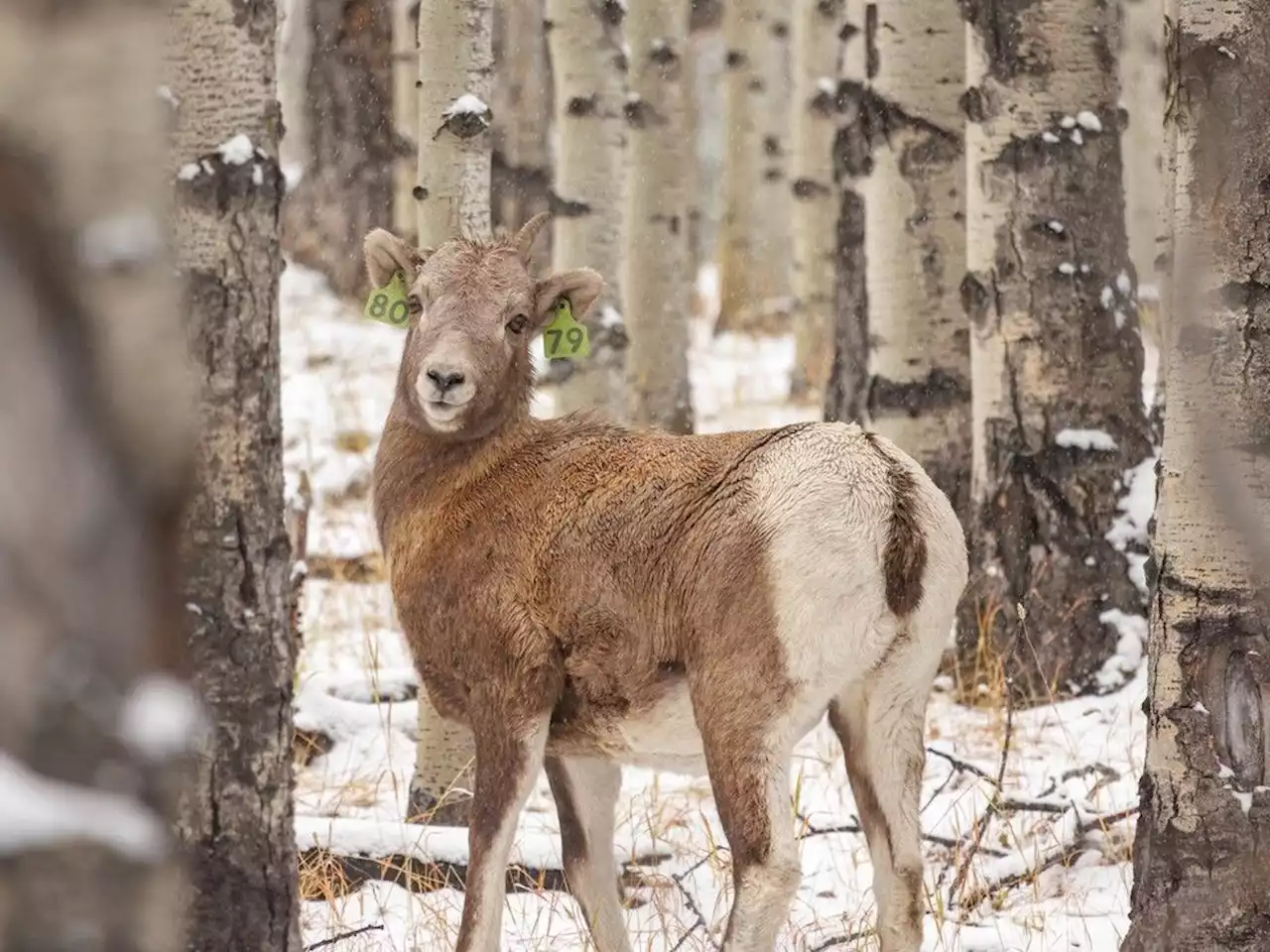 Alberta's year-round big game trophy hunting raises concerns