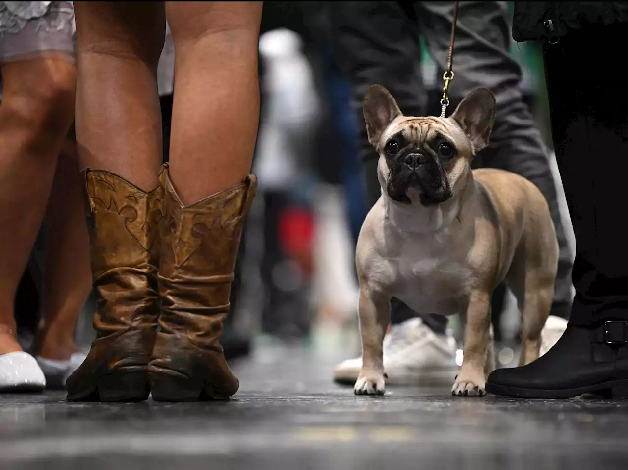 Beloved and debated, French bulldog becomes top U.S. dog breed