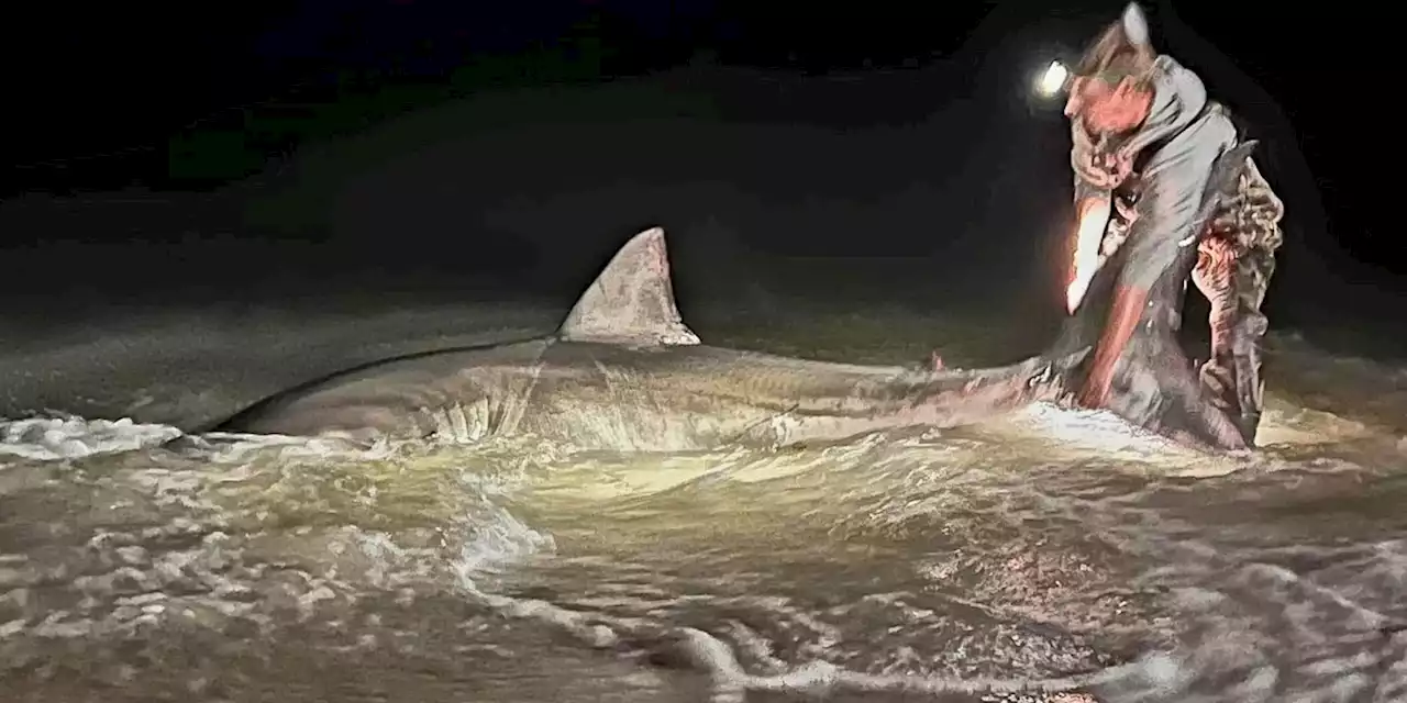 Anglers reel in rare great white shark off Gulf Coast