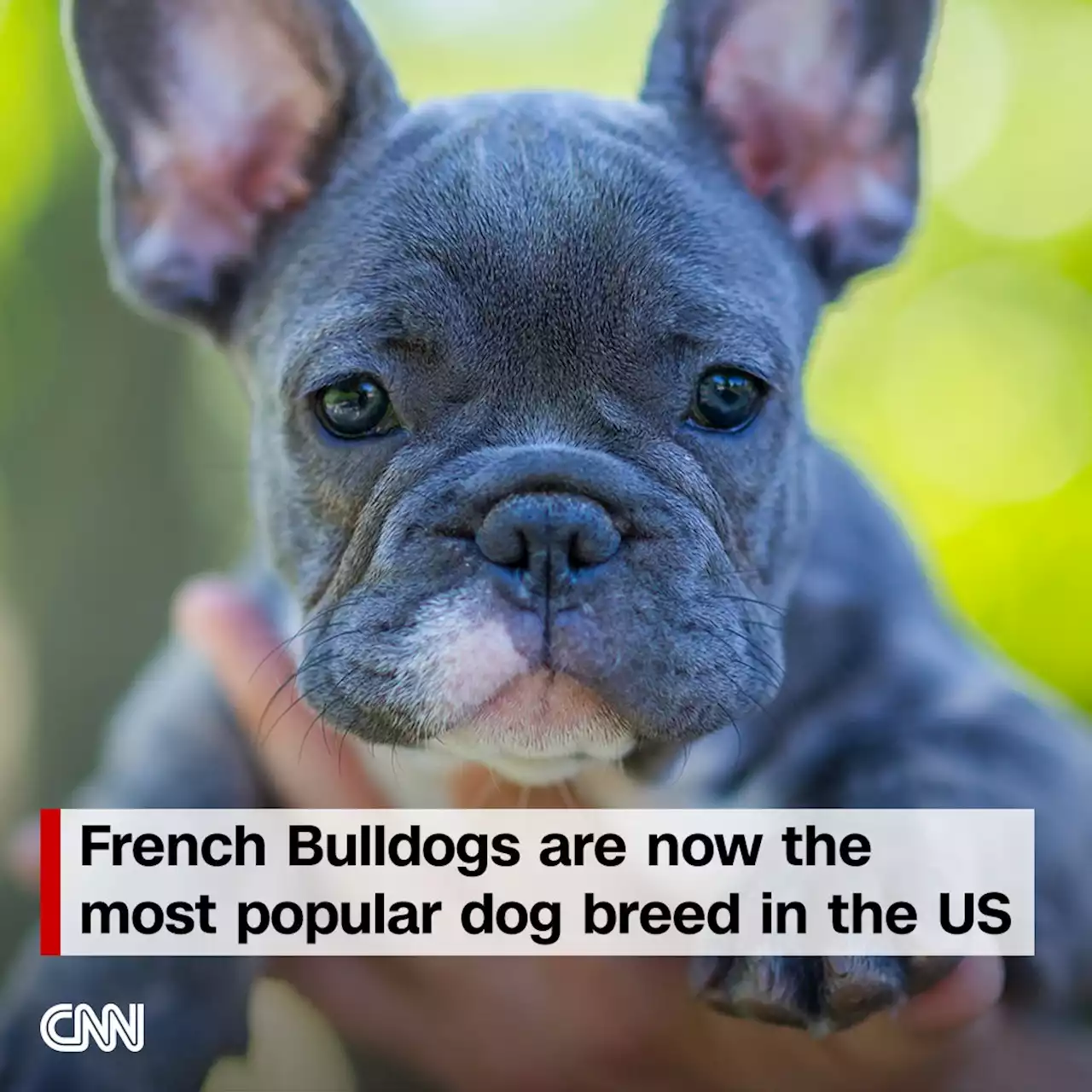 The US has a new favorite dog breed -- and it's not the Labrador Retriever | CNN