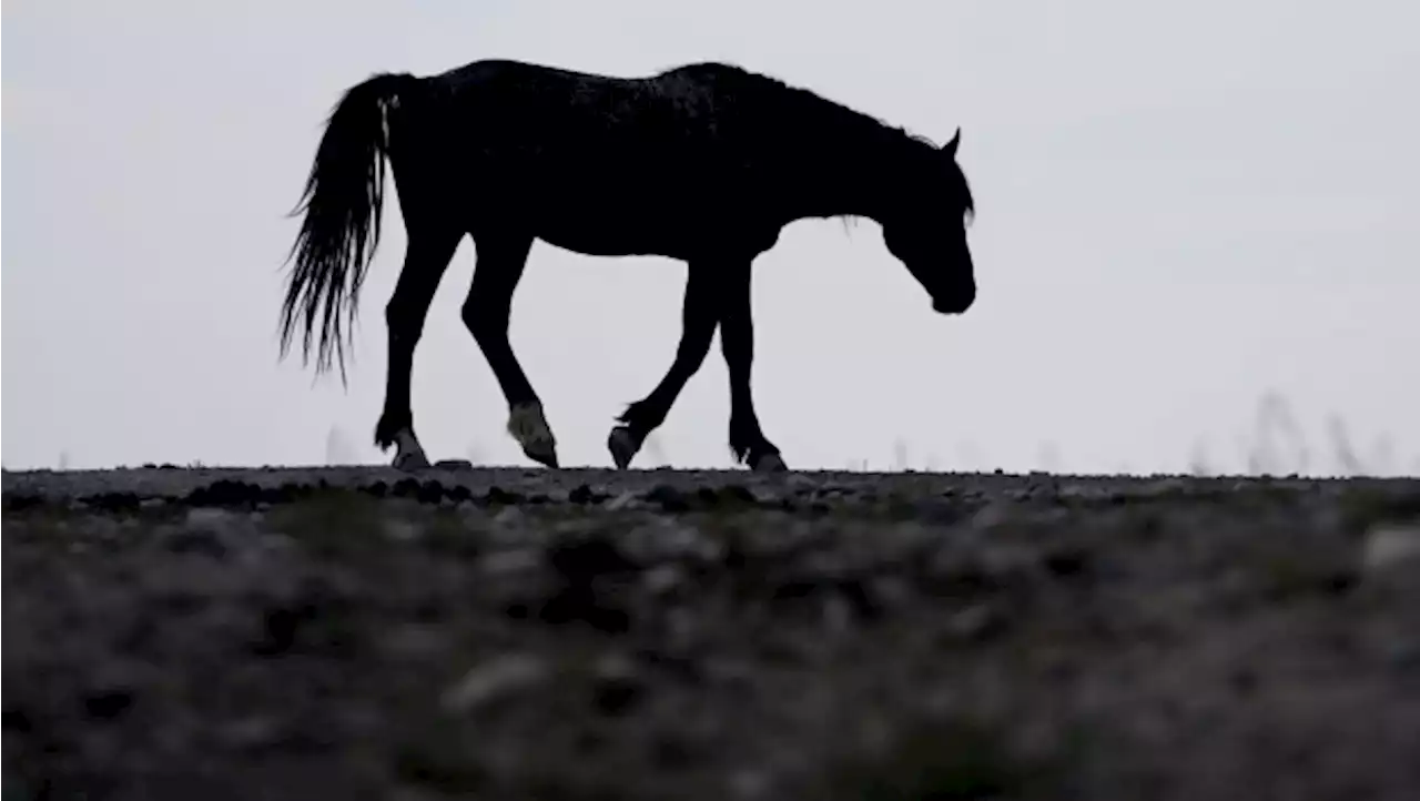 17 wild horses shot dead near Kamloops, B.C., in 'disheartening' act: RCMP