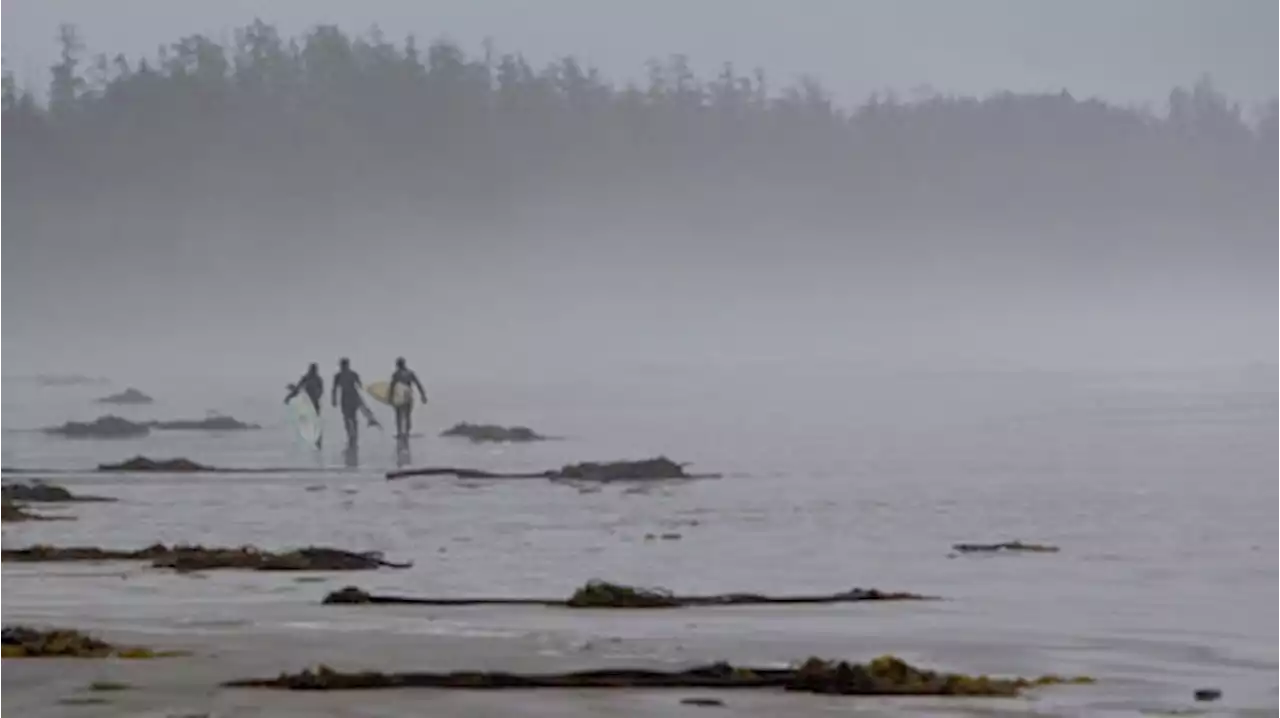 Beachfront dog ban near Tofino returns next month