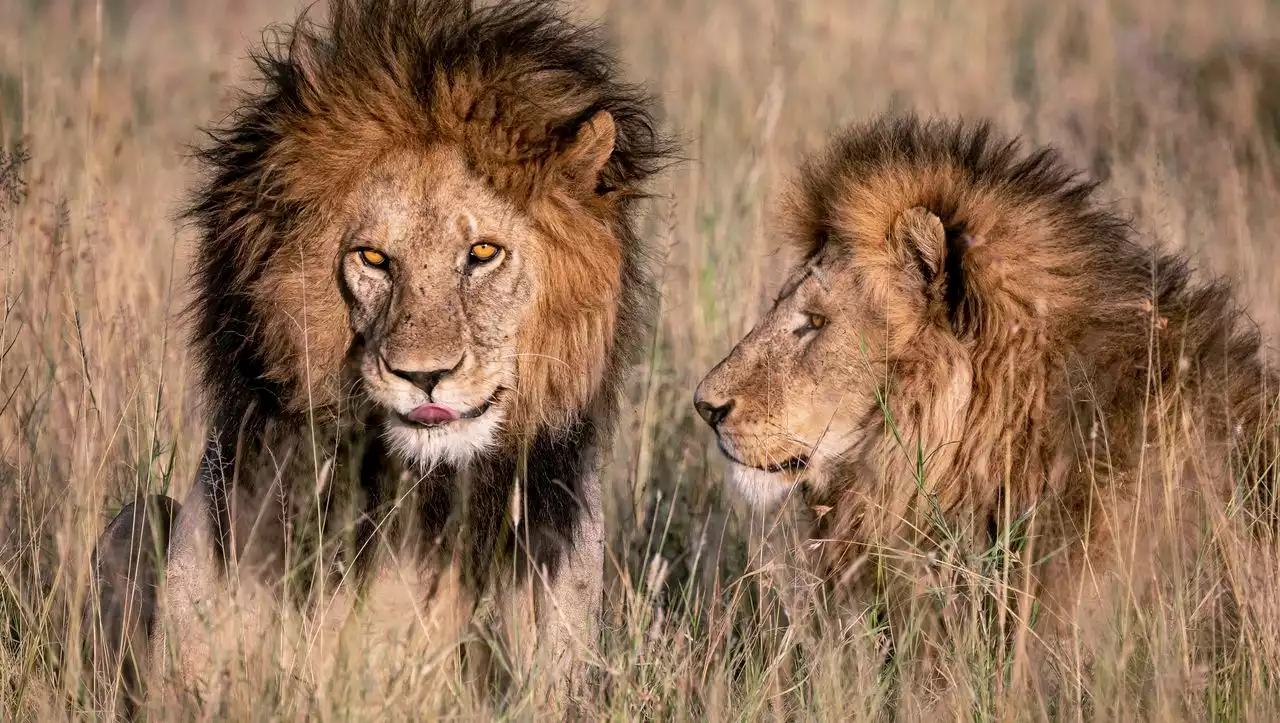 Bob Junior: König der Löwen im Serengeti Nationalpark getötet