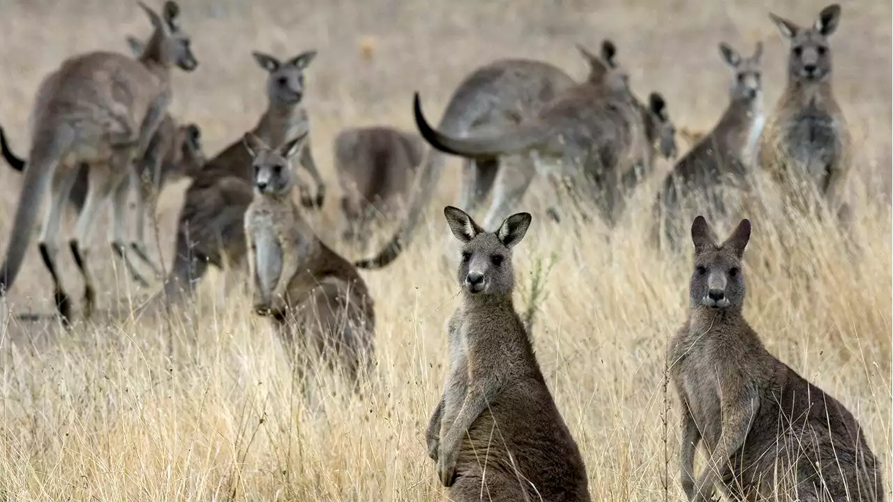 Nike to stop using kangaroo skins for its shoes in 2023