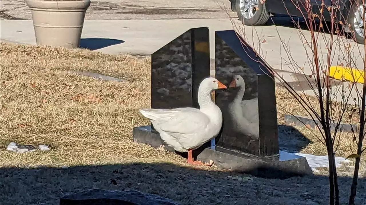 Iowa cemetery staff shares ad on Facebook to find 'life partner' for widowed goose