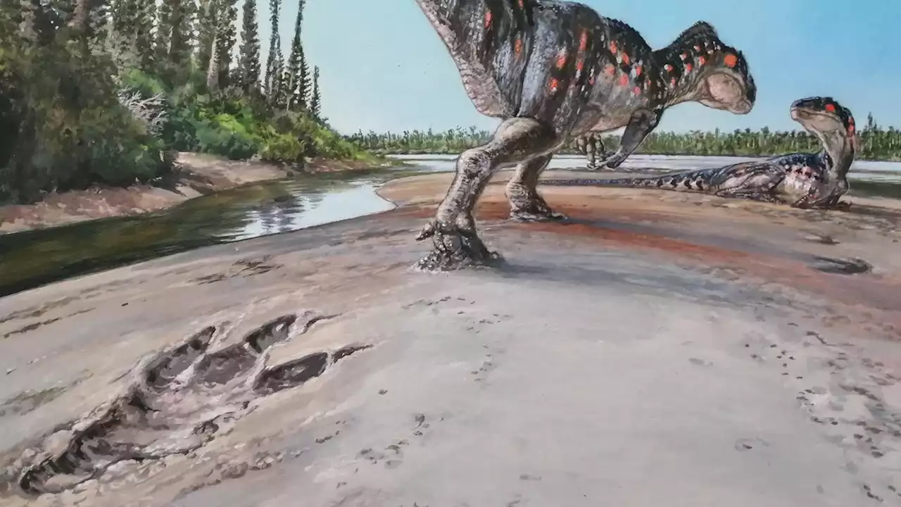 The Clumsy, the Weird, the Gross: These Fossils Reveal How Extinct Animals Really Lived
