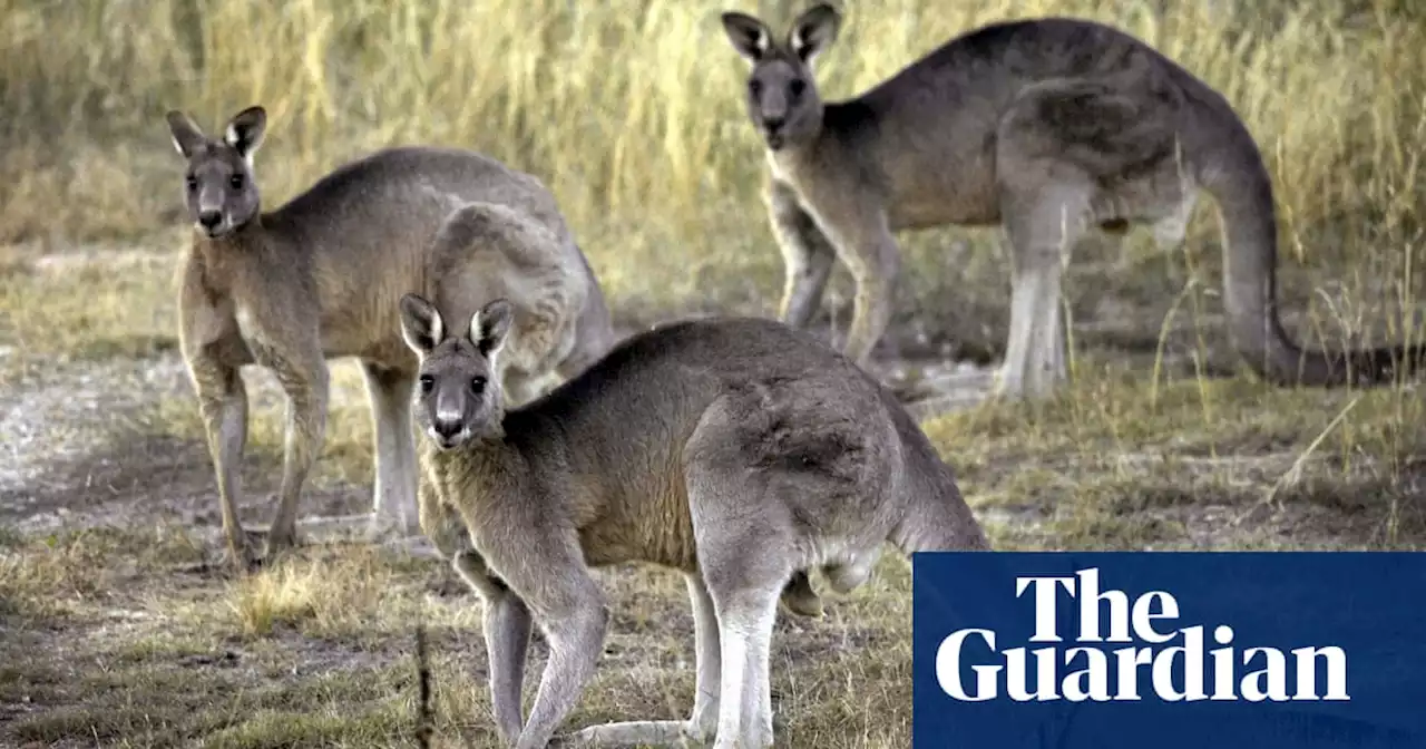 Animal activists and commercial industry at odds after Nike halts use of kangaroo leather