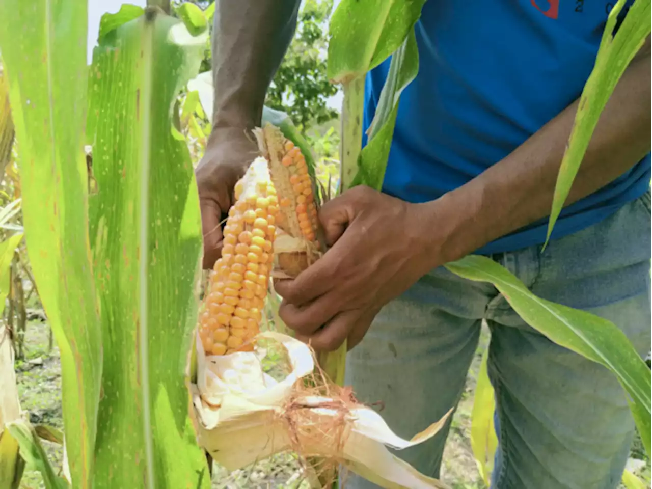 Produktifitas Buruk, Bantuan Benih Jagung di Jombang Diprotes Petani