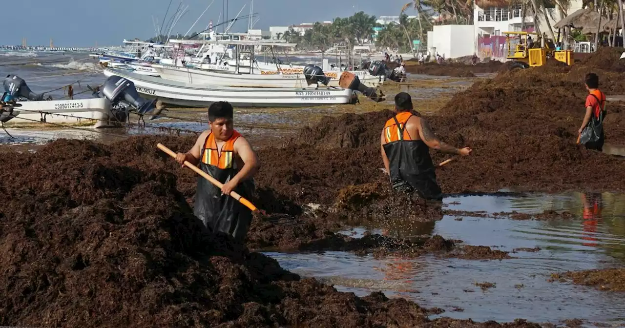 Meet the sargassum belt, a 5,000-mile-long snake of seaweed circling Florida