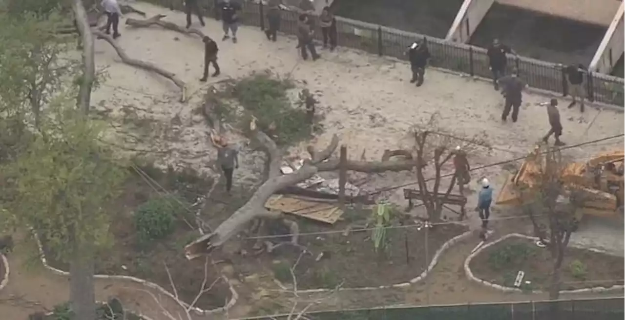 WATCH LIVE: Tree breaks, falls on guests at San Antonio Zoo