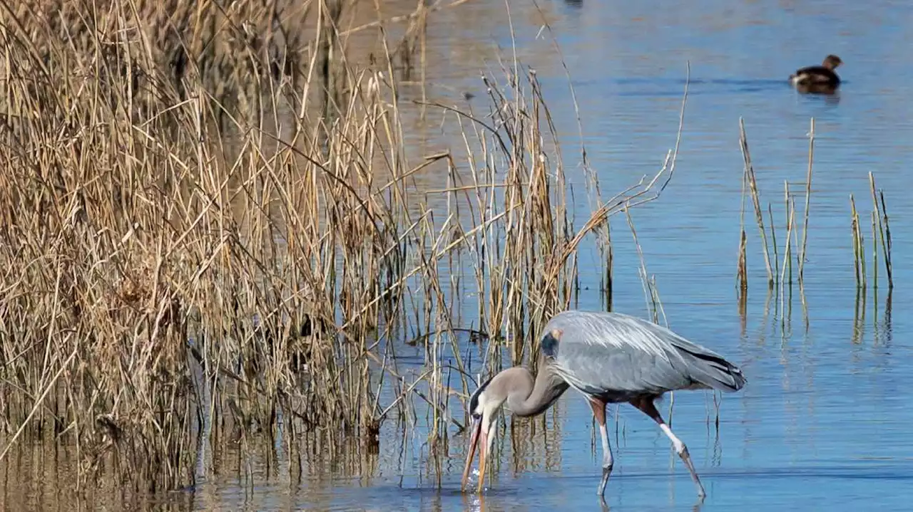 Church of Jesus Christ donating 5.7K water shares to the Great Salt Lake