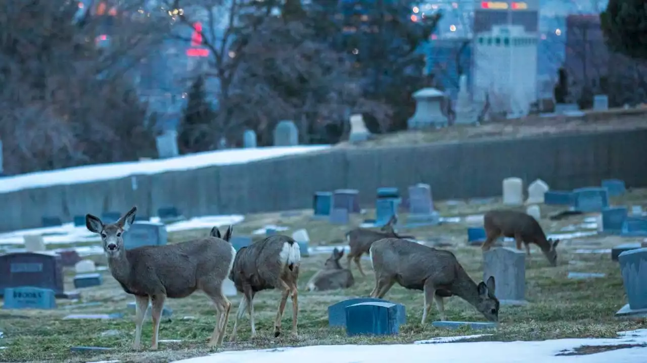 'We love having them here': Deer find life at Salt Lake City Cemetery