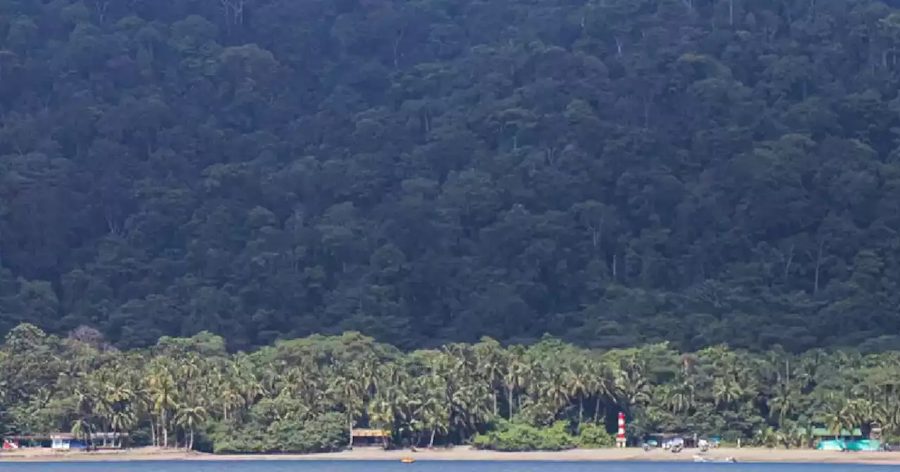 Más de 600 pelícanos murieron en isla Gorgona por gripe aviar