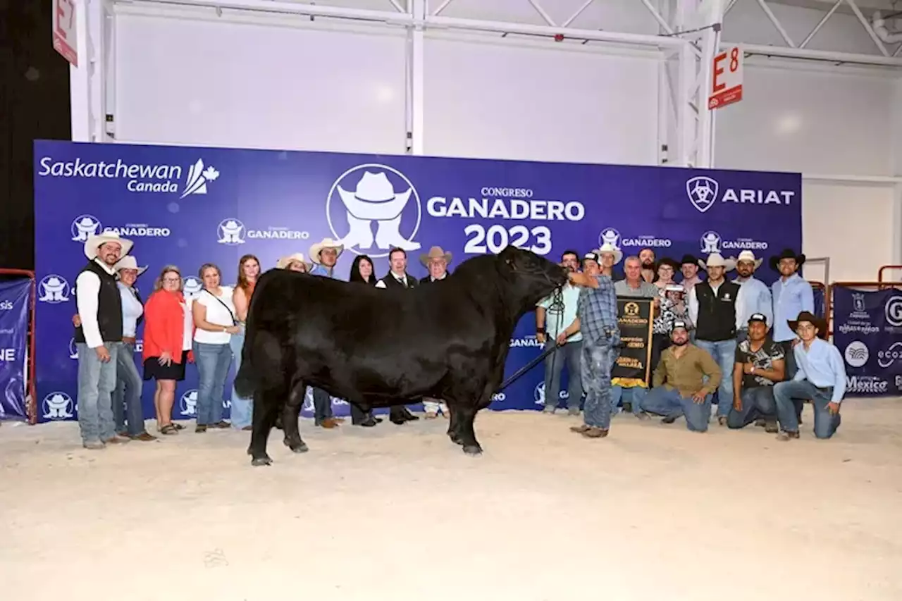 Hito: la genética de una cabaña argentina dio el batacazo en una exposición ganadera de México