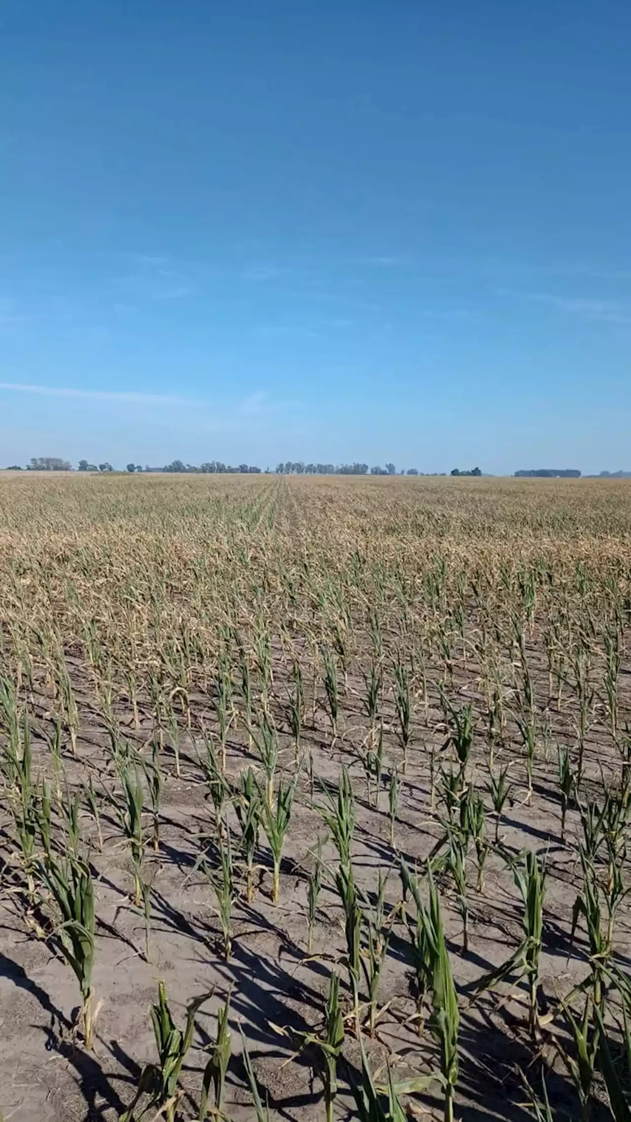 Un intendente radical le bajó 50% una tasa al campo por la sequía