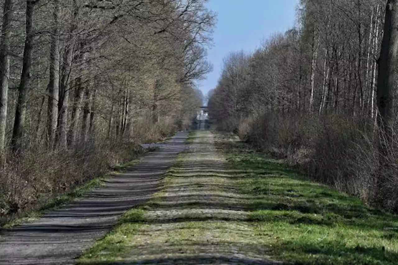 Paris-Roubaix : des chèvres désherbent la Trouée d'Arenberg