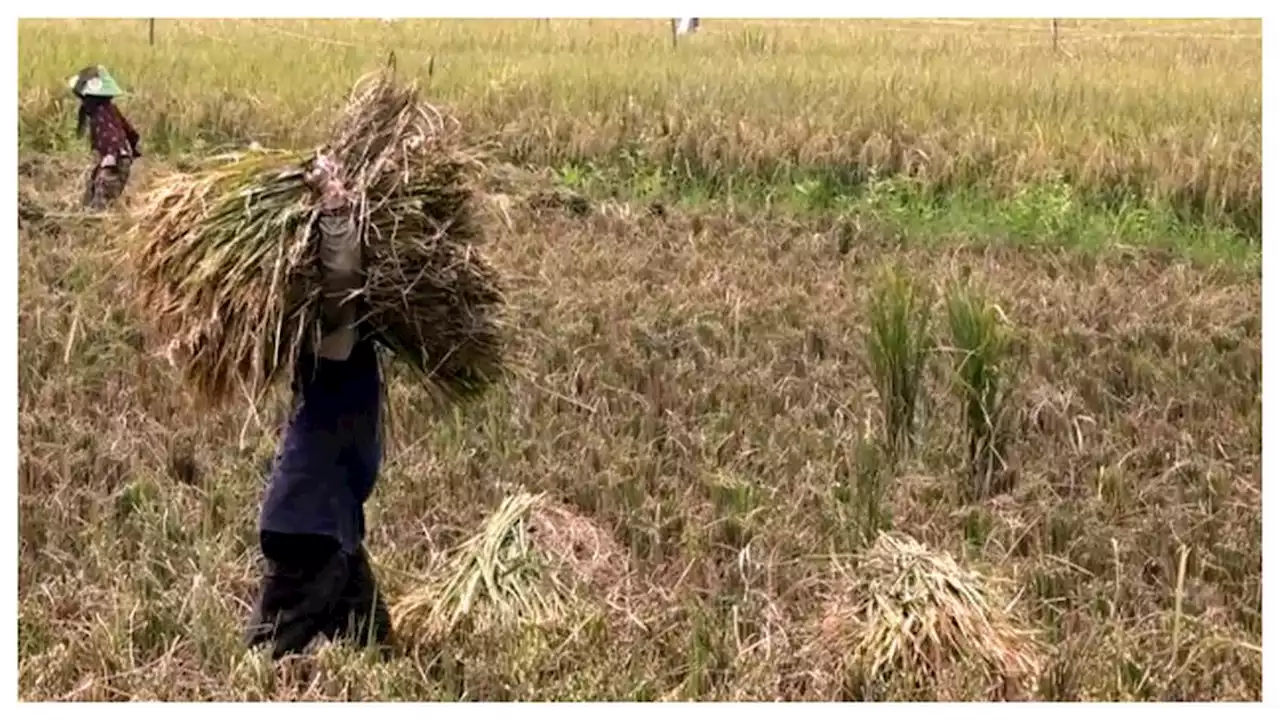 HPP Gabah Kering Panen Naik Rp 800 Jadi Rp 5.000 per Kg