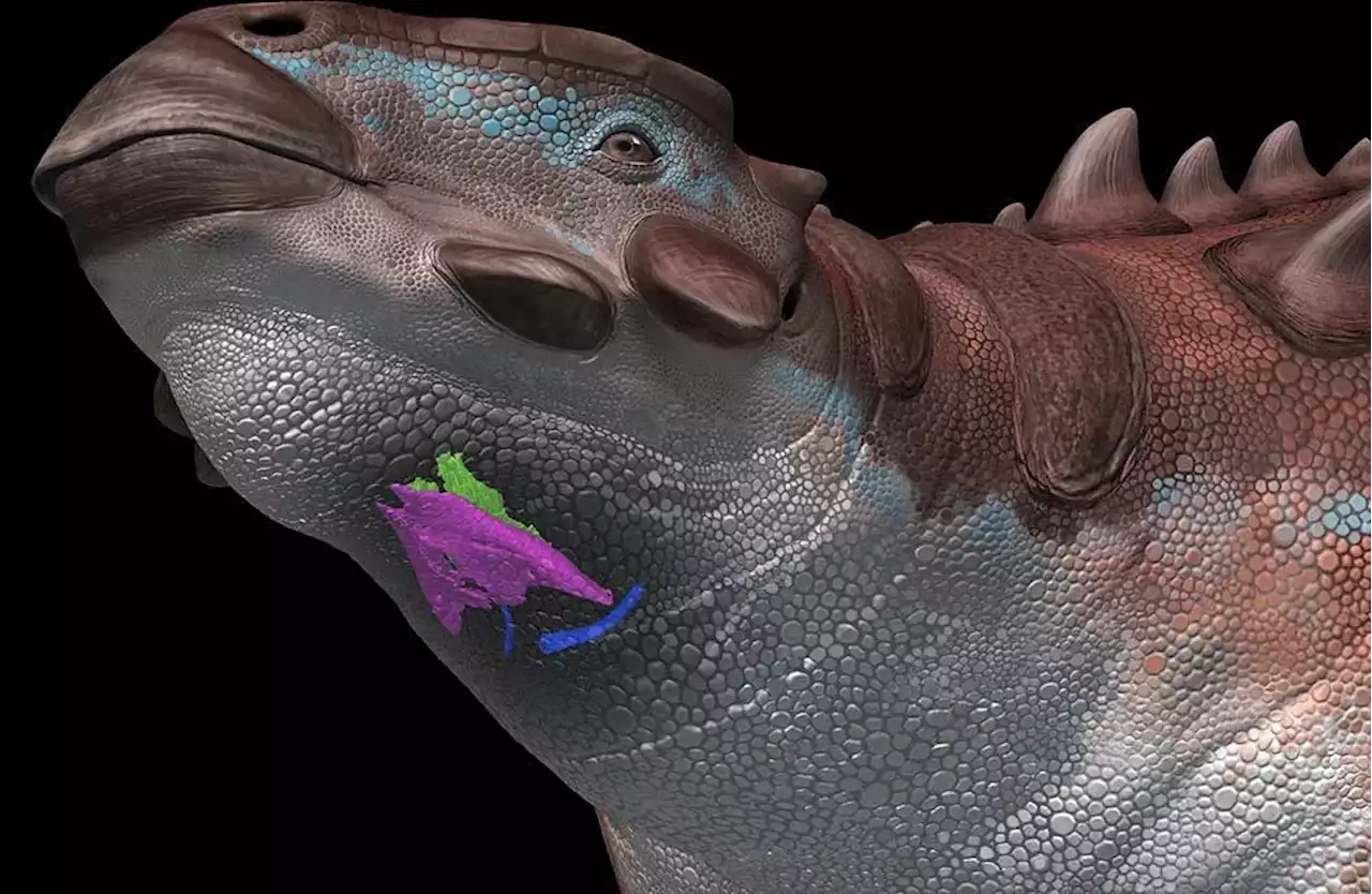 'Extremely rare' fossilized dinosaur voice box suggests they sounded birdlike