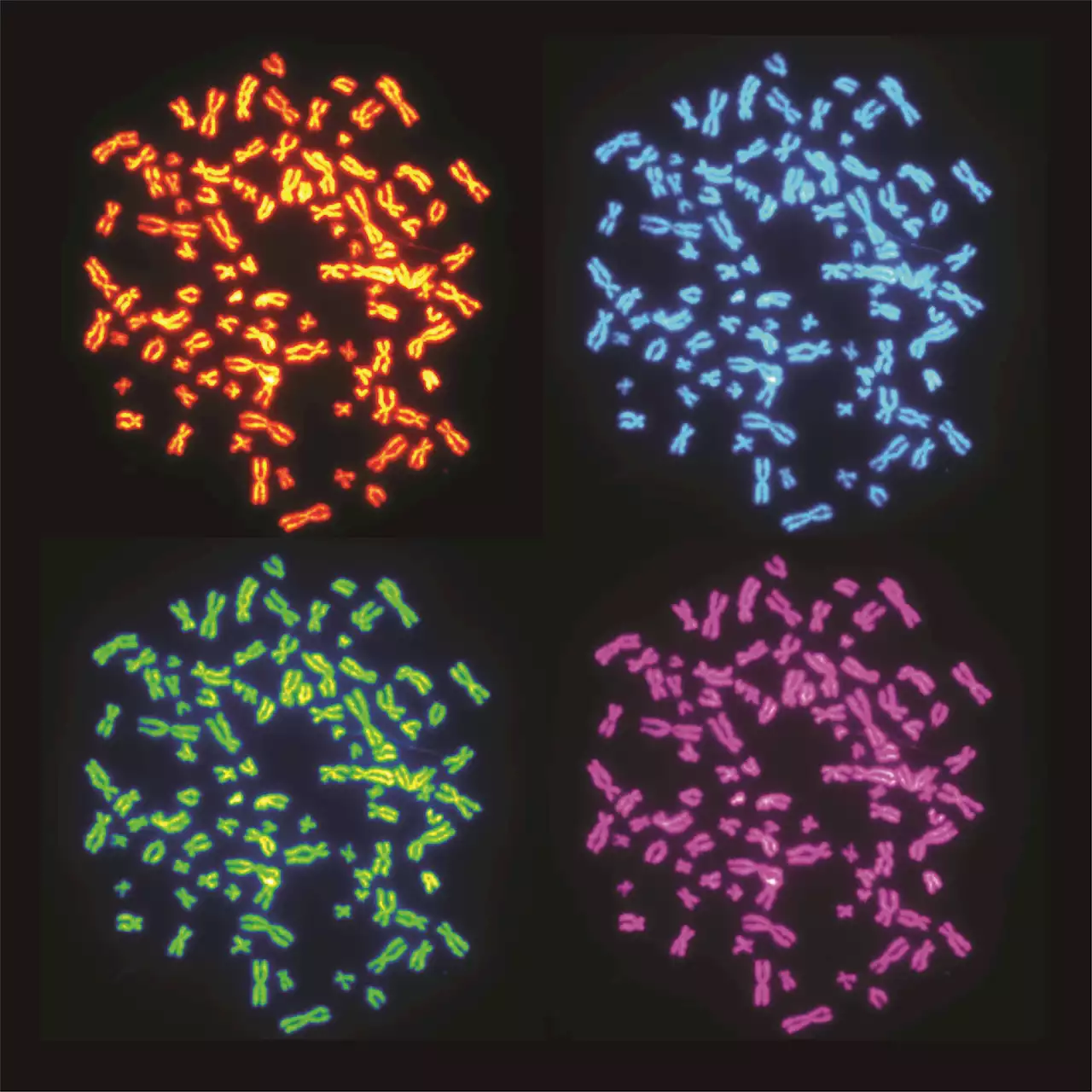 How genome doubling helps cancer develop