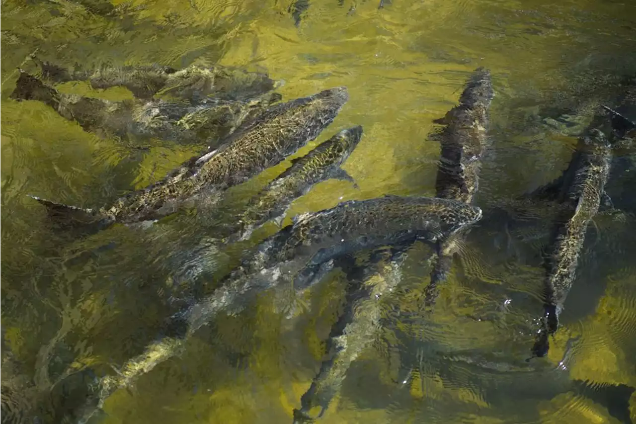 No California salmon: Fishery to be shut down this year