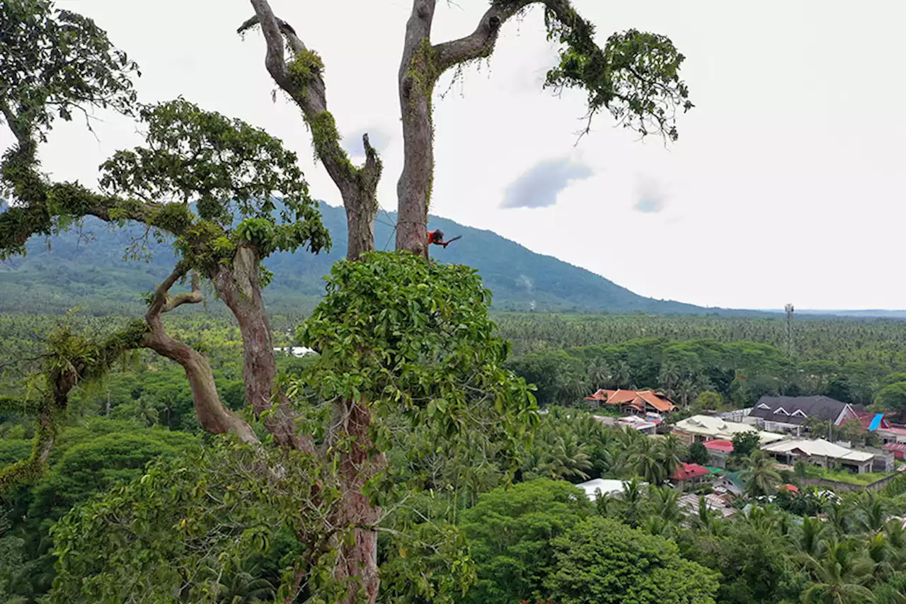 300-year-old Toog tree faces danger anew of being cut down