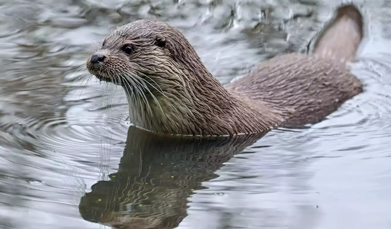 Diese niedlichen Tiere siedeln sich wieder in Hamburg an