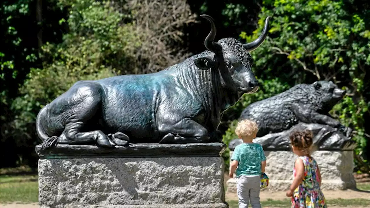 Tiergarten: Picknick mit Bison, Hirsch, Stier, Elch und Bär