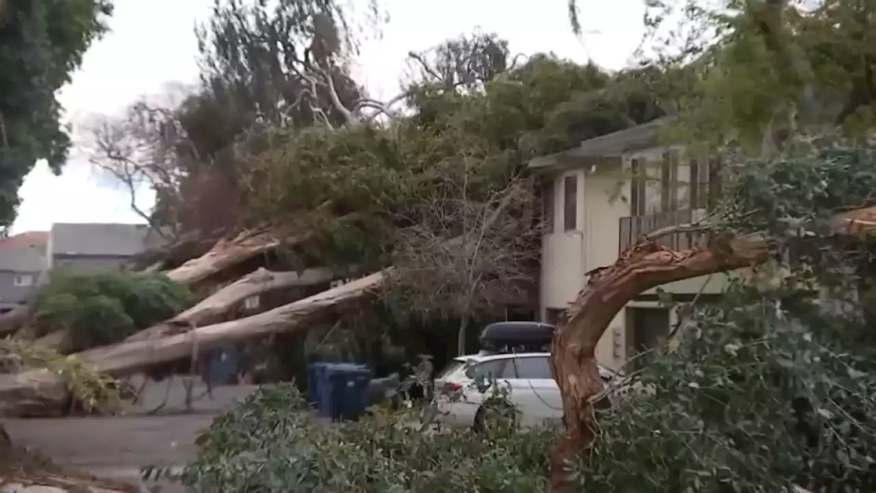 Heavy Winds Blow Trees Onto Union City Duplex Buildings