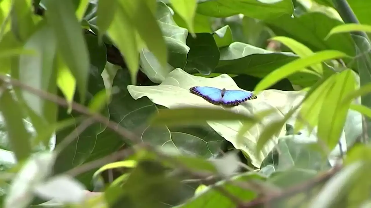 After Losing Decades-old Court Battle, Philly's Insectarium Files for Bankruptcy