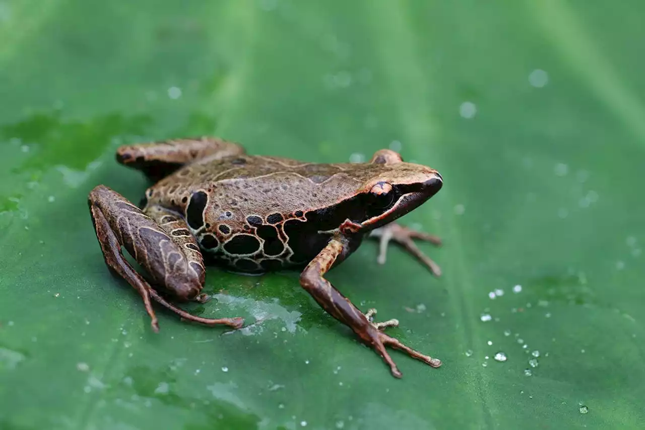 Fungus that kills frogs and amphibians is rapidly spreading in Africa