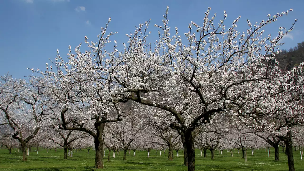 Marillenblüte taucht Wachau in zartes Rose