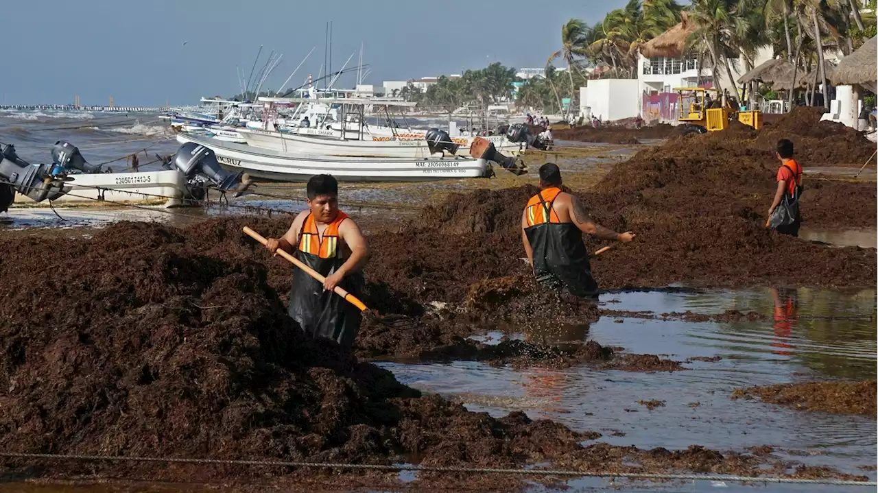 Meet the sargassum belt, a 5,000-mile-long snake of seaweed circling Florida