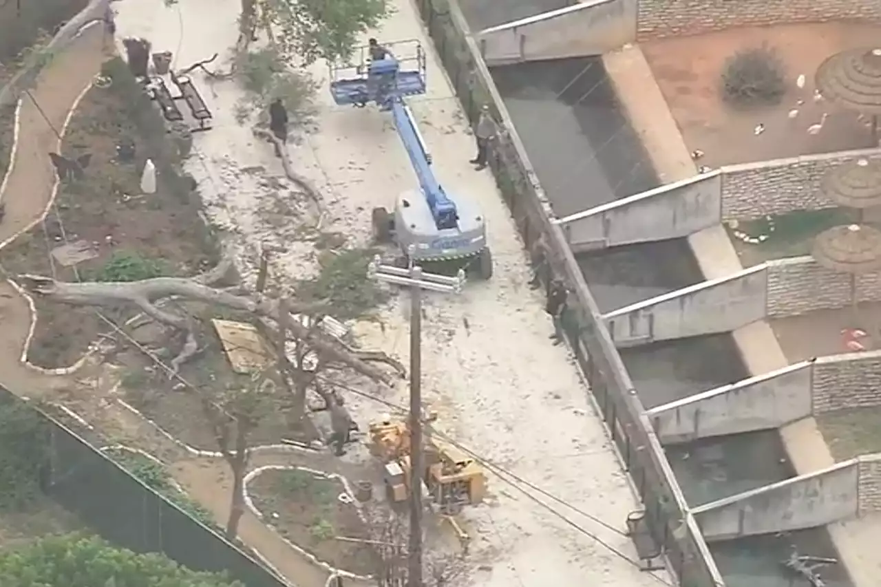 7 injured, 1 critically after branch falls on San Antonio Zoo visitors