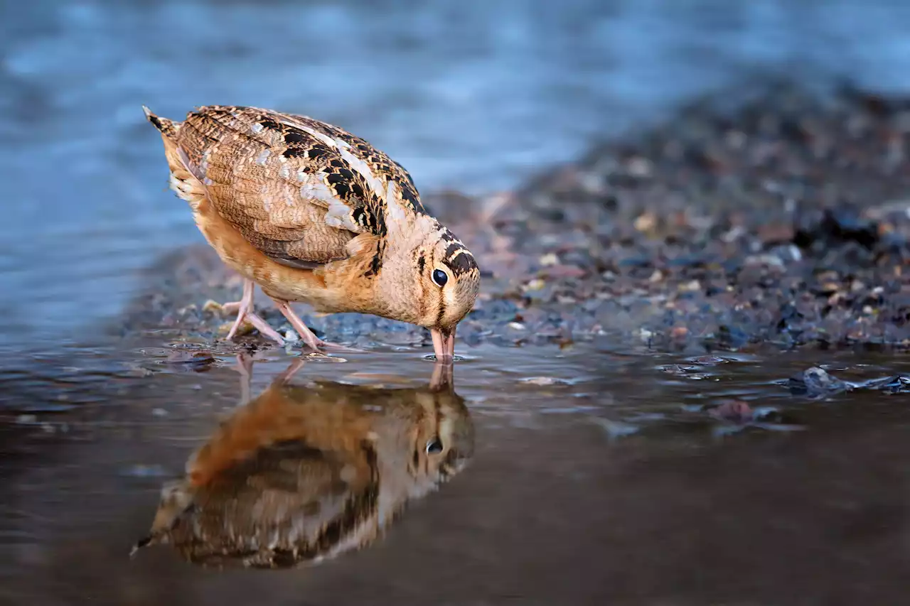 NJ officials wipe out forest trying to save American woodcock bird