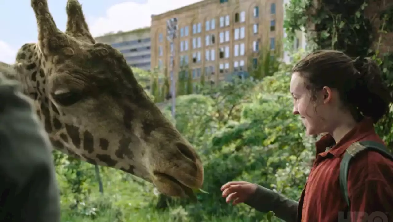 Yes, the giraffe in HBO's The Last of Us finale was real, his name is Nabo and he lives in Calgary