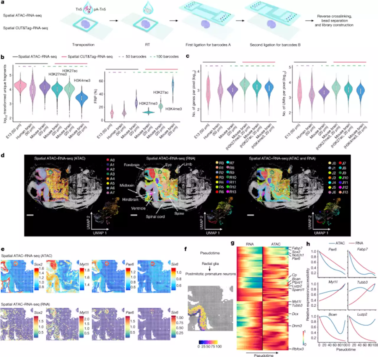 Spatial epigenome–transcriptome co-profiling of mammalian tissues - Nature