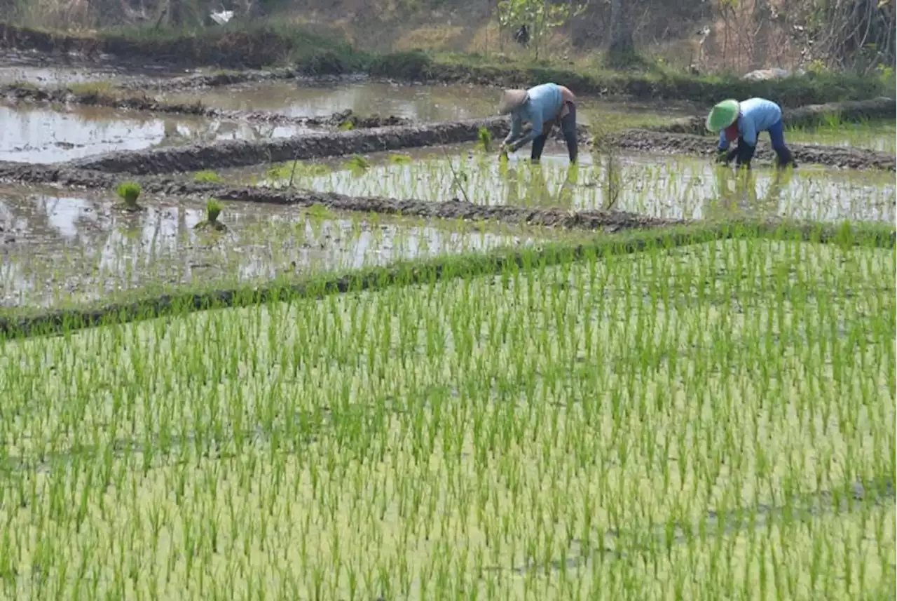 Pemkab Aceh Utara Minta Petani Tanam Benih Padi Prioritas Hadapi Musim Kemarau |Republika Online