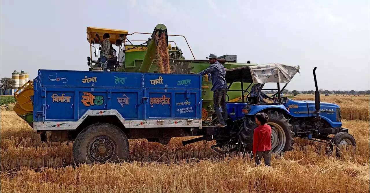 Weather threatens Indian winter crops just before harvesting