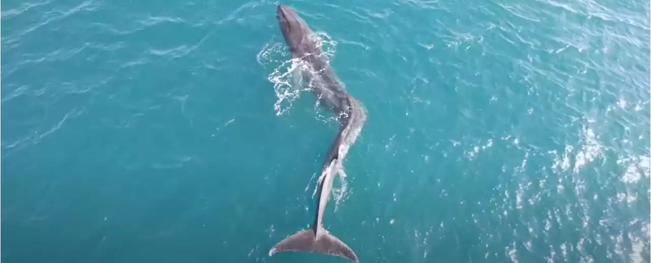 A Huge Fin Whale With Severe Scoliosis Was Filmed Swimming Off Spanish Coast