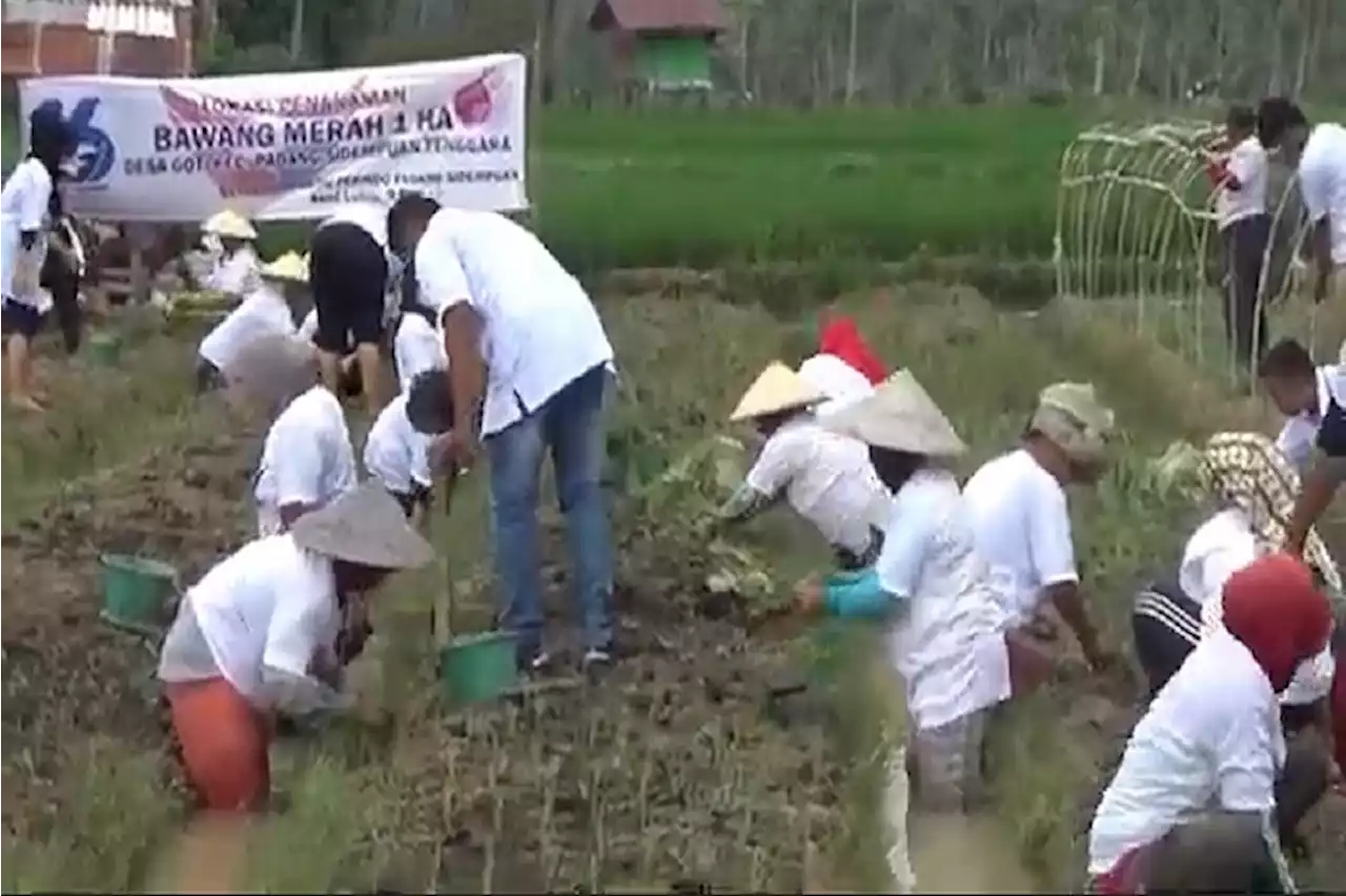 Perindo Kota Padangsidimpuan Ajak Masyarakat Tanam Bawang Merah di Lahan 1 Hektare